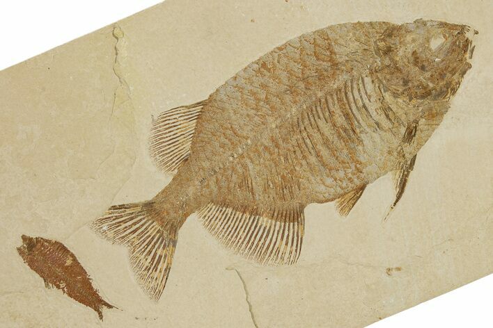 Uncommon Fish (Phareodus) Fossil - Wyoming #356764